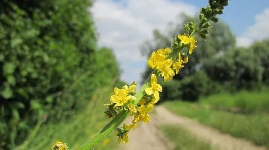 Fleur de Bach Agrimony (n°1)