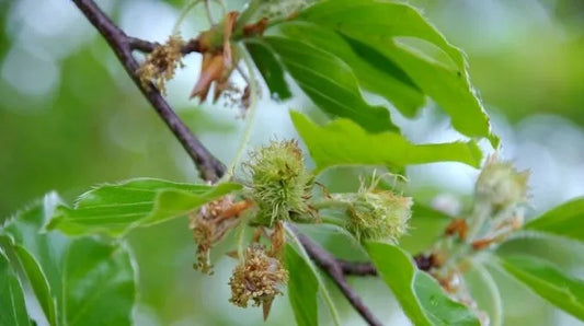 Fleur de Bach Beech (n°3)