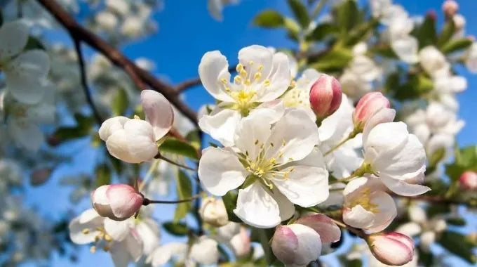 Fleur de Bach Crab Apple (n°10)