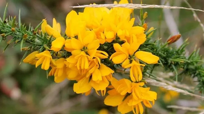 Fleur de Bach Gorse (n°13)