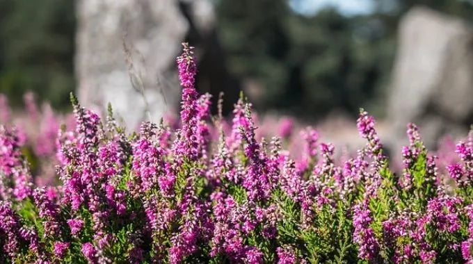 Fleur de Bach Heather (n°14)