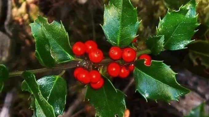 Fleur de Bach Holly (n°15)