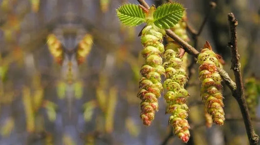 Fleur de Bach Hornbeam (n°17)