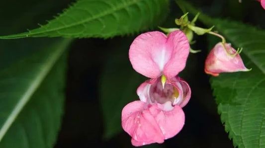 Fleur de Bach Impatiens (n°18)