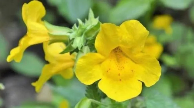 Fleur de Bach Mimulus (n°20)