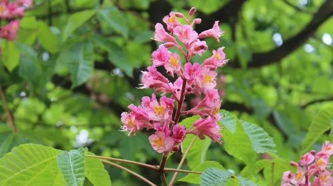 Fleur de Bach Red Chestnut (n°25)