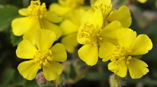 Fleur de Bach Rock Rose (n°26)