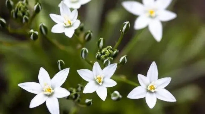 Fleur de Bach Star of Bethlehem (n°29)