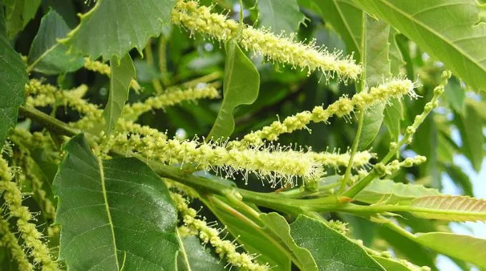 Fleurs de Bach Sweet Chestnut (n°30)