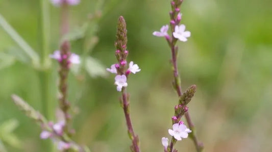 Fleur de Bach Vervain (n°31)