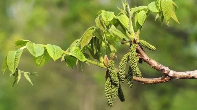 Fleurs de Bach Walnut (n°33)