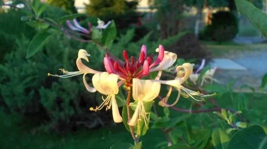 Fleur de Bach Honeysuckle (n°16)