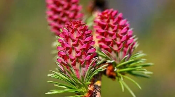 Fleur de Bach Larch (n°19)