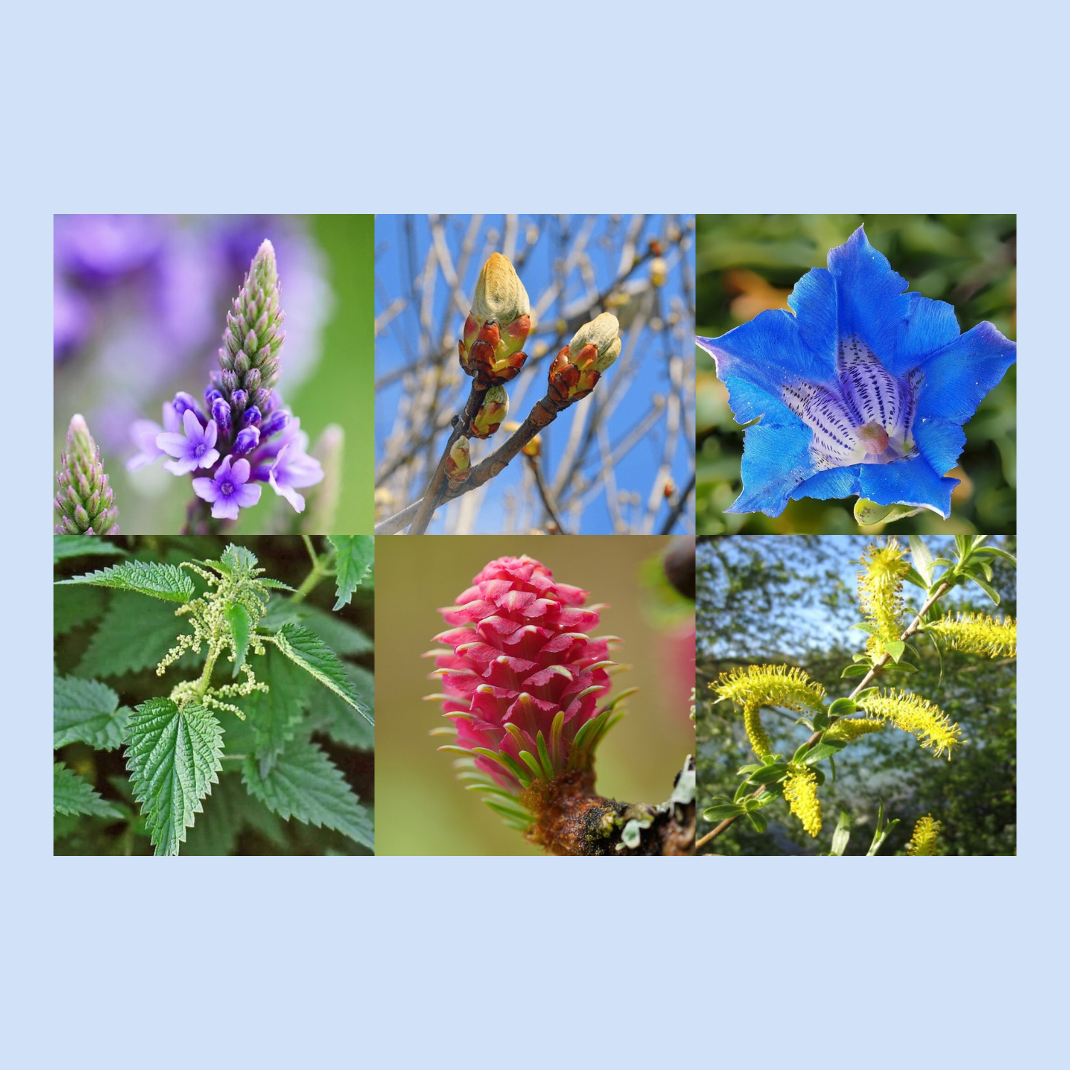 Elixir de Soin (fleurs de bach)