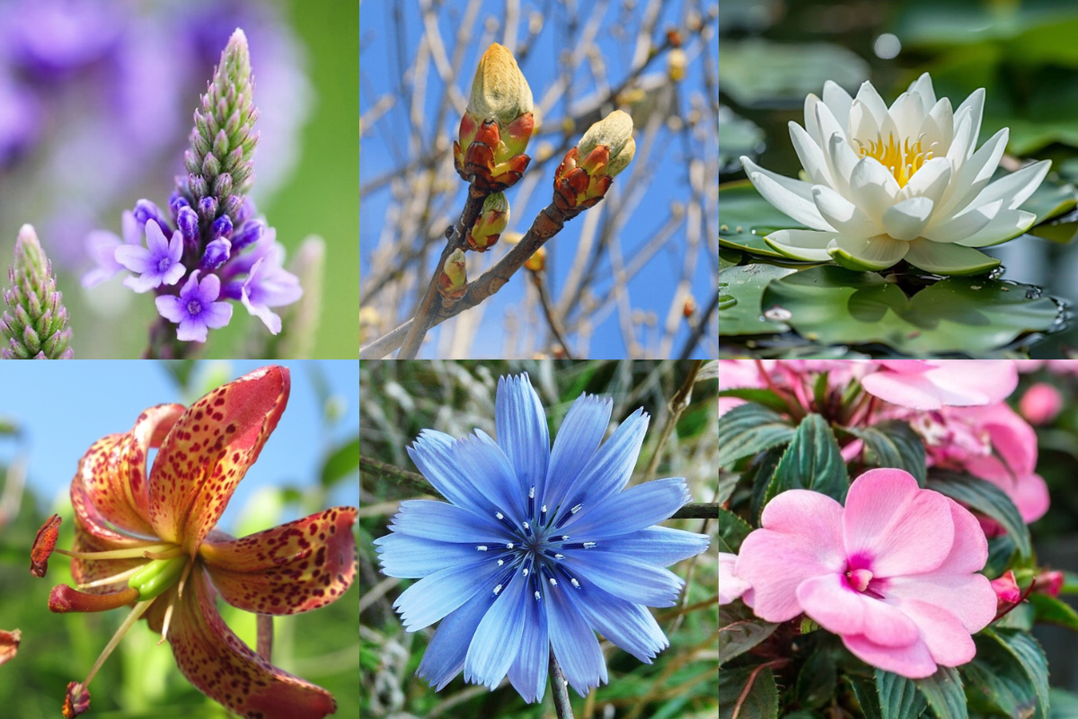 Formation Fleurs de Bach (week-end du 5/6 septembre 2026)