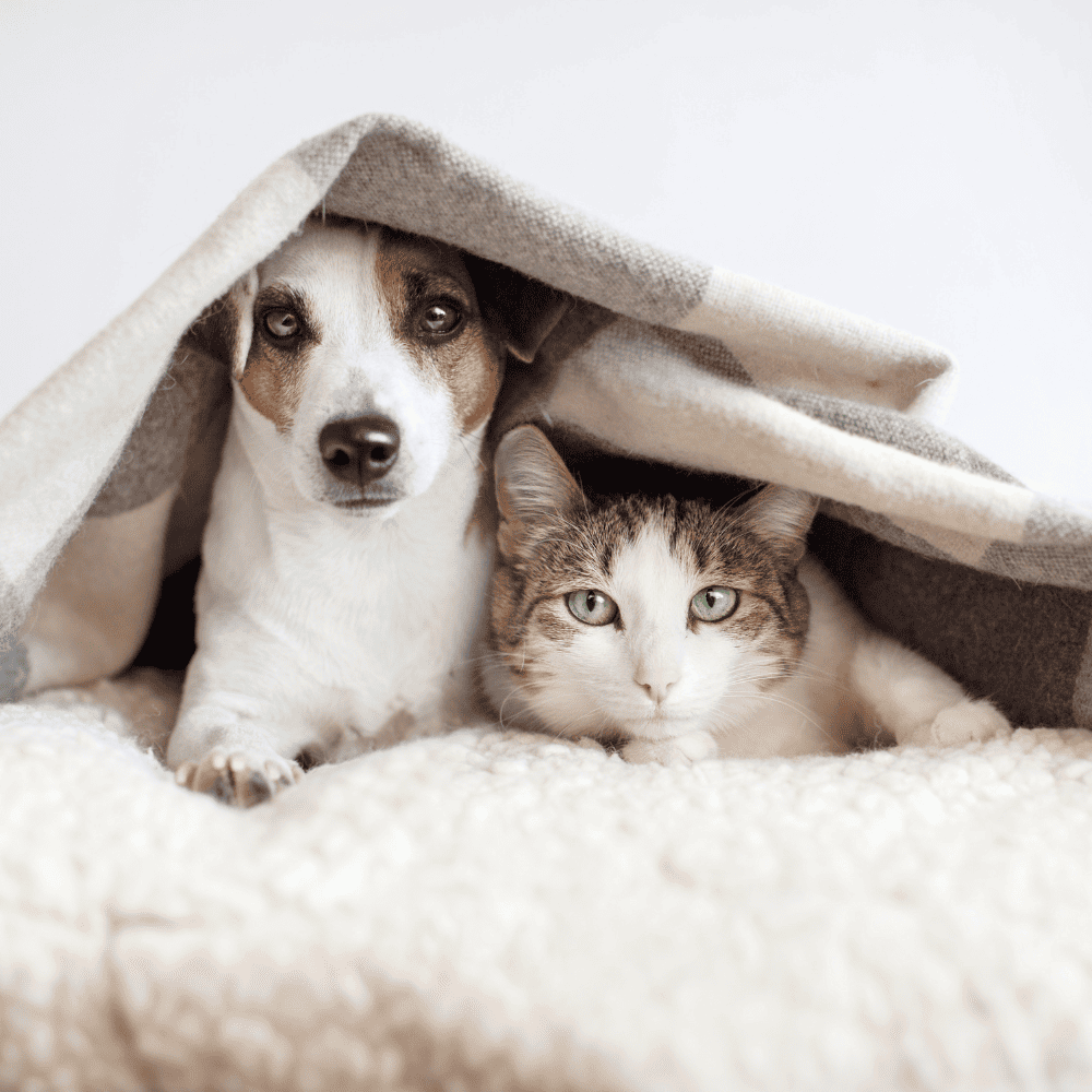 Collection Fleurs de Bach Animaux