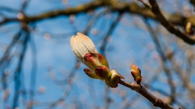 fleur de bach chestnut bud