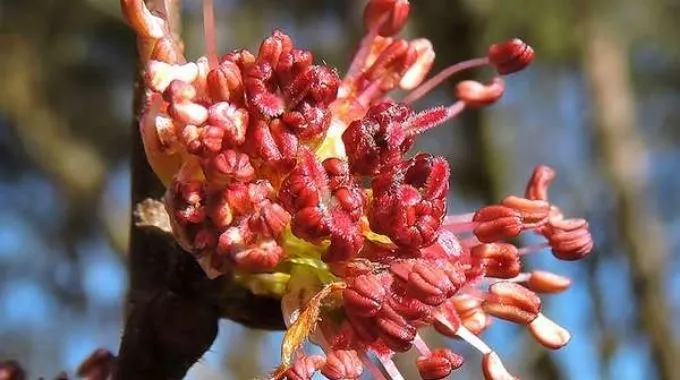 fleur de bach elm