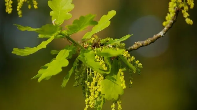 fleur de bach oak