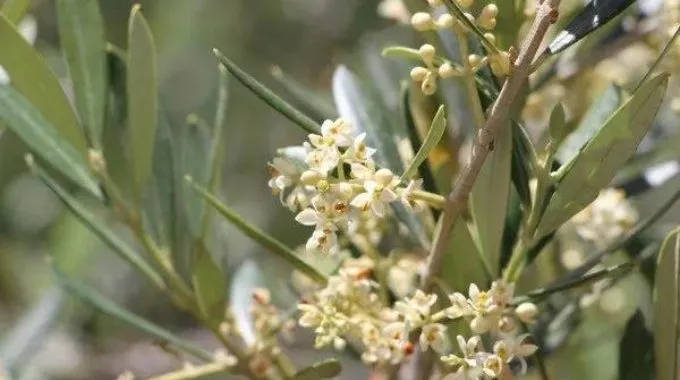 fleur de bach olive